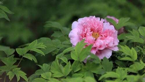 百花叢中最鮮艷