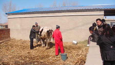 自費請專家為養牛戶解憂