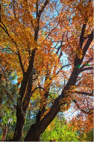 火紅的樹
