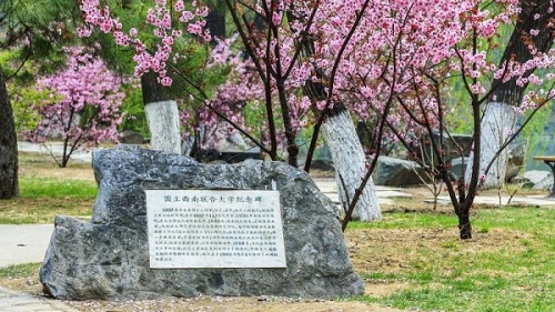 春櫻7
