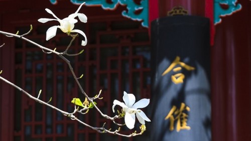 春蘭5