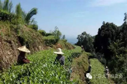 有機茶生產基地